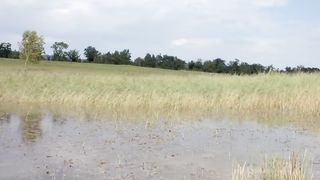 Grass snake eats frog