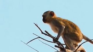 Monkey on Leopard's Snail