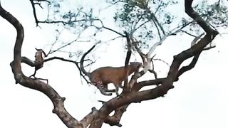 chased up to a tree
