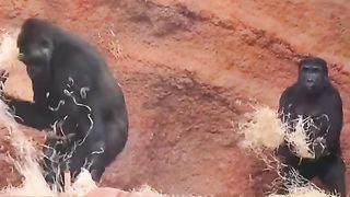 Gorillas are very happy