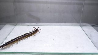 Gecko and 3 Giant Centipede