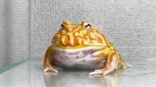 Give the frog the queen of the giant hornet / Pacman frog , African bullfrog 【LIVE FEEDING】