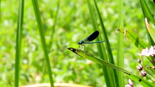Dragonfly sitting on a branch