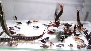 99 cockroaches and Centipede Lizard Gecko