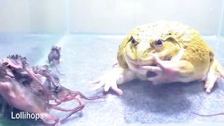 Giant Bullfrog Eats Many Baby Mouse! Asian Bullfrog Live Feeding