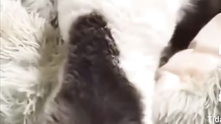 Baru kali ini liat kucing bertelur