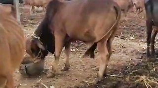 Our cow