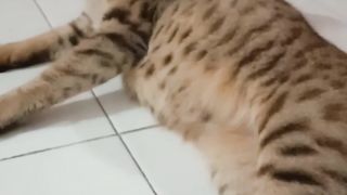 Si buncit jadi raja????????????