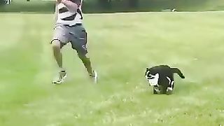 Funny_animals_2023????_-_Funniest_Cats_and_Dogs_Video????????254_#shorts(360p).