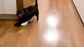 Funny_animals_2023????_-_Funniest_Cats_and_Dogs_Video????????195_#shorts(360p).