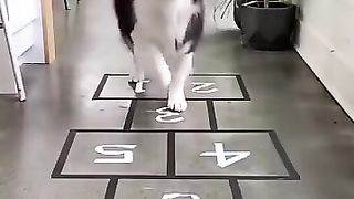 Funny_animals_2023????_-_Funniest_Cats_and_Dogs_Video????????212_#shorts(360p).