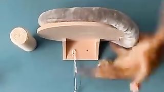 Funny_animals_2023????_-_Funniest_Cats_and_Dogs_Video????????201_#shorts(360p).