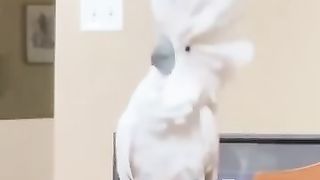 Je_ne_peux_pas_avec_ces_animaux !!????_????_#funny_#dogs_#pets_#funnypets_#afv_#shorts(360p).