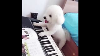 Funny animal moments(12)