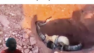 watch until the end These hero people (How can they save the cats from the snake)