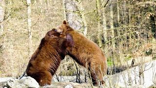 Ultimate Wild Animals Collection 2