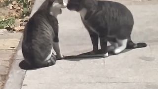 Gatos e mais gatos