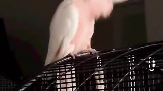 Cocktail Parrot