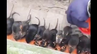 ЭКЗОТИКА: ФЕРМА ЗА ПЛЪХОВЕ