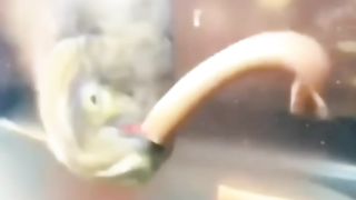 Piranha 2