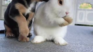 Rabbit and dog
