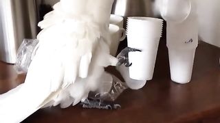 Angry parrot