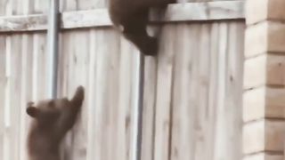vídeo increíble