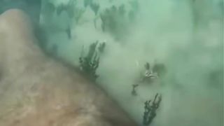 Funny animal videos 29