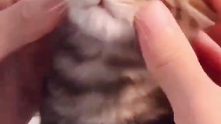 Kitten with fluffy cheeks