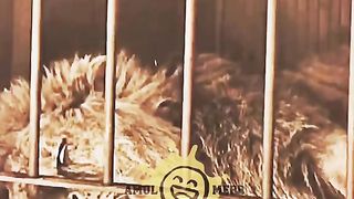 Il coince avec un lion et le tigre