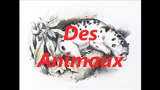 Animaux animal