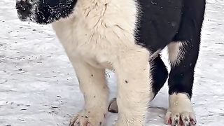Песик обзор