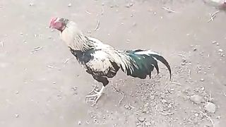 Lawn birds ll aseel birds