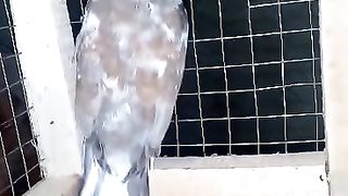 The space is small for the bird