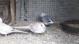 Diamond doves are innocent