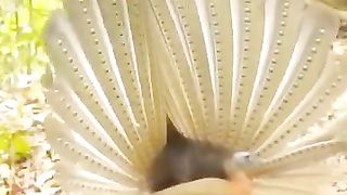 Beautiful birds ll beautiful Recitation