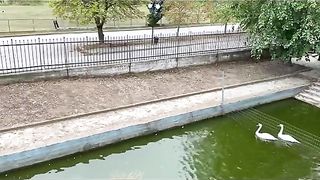 ЛЕРИН : ЗООЛОГИЧЕСКАТА  ГРАДИНА