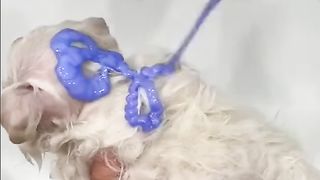 Menurut kalian ini anjing apa kucing
