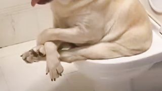 Funny short 11