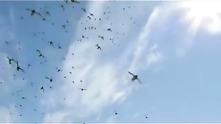 Interesting birds