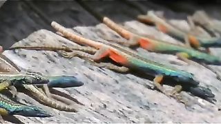 The abundance of lizards