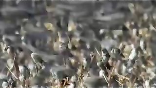 Red billed quelea