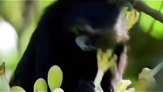 The monkeys ll squirrel monkey