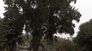 Big tree symbolizes the nature and beauty