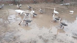 Funny swans in the water