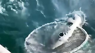 The beautiful fish swimming in water