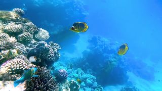 The Shark | The Fish | Sea Creatures||Beauty of animals