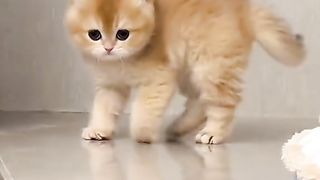 Episode2#kucinggemoy#swetycat#petsweet#kucinglucu