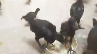 Ayam cemani aali dari Indonesia