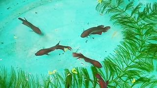 Beta Fish